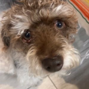 Meet your Posher, Sebastian